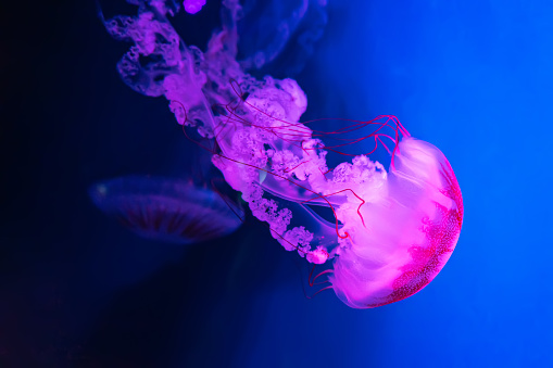 Pink fluorescent jellyfish swimming underwater aquarium pool. The South American sea nettle chrysaora plocamia in blue water, ocean. Theriology, tourism, diving, undersea life.