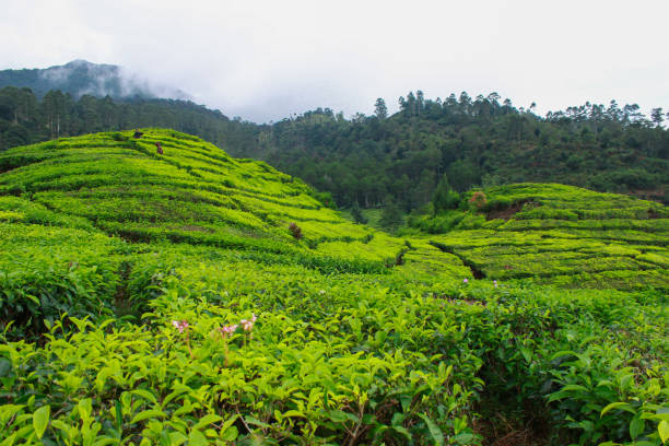 istock Tea Plantations in the Rain 1425460920
