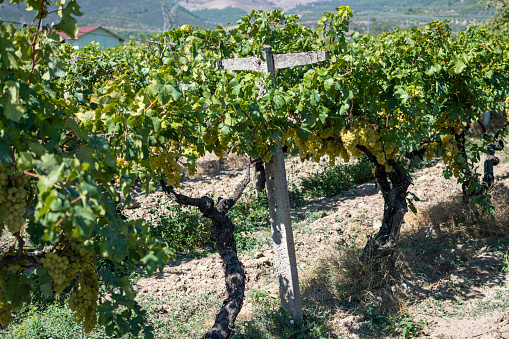 Chardonnay grapes on vine