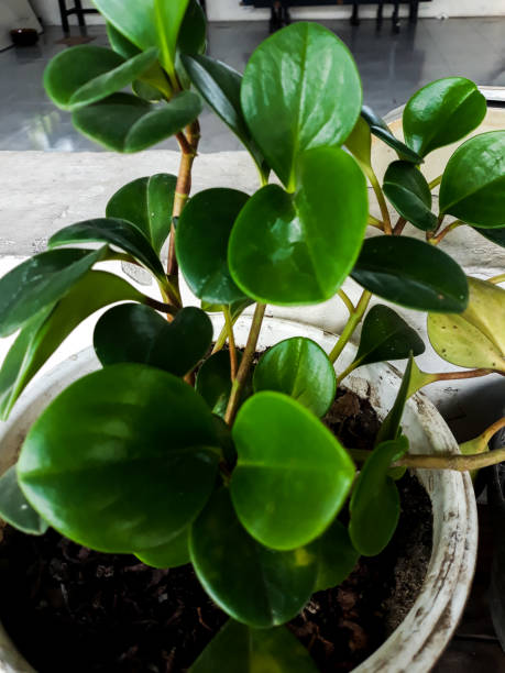 istock Baby rubberplant photo 1425461177