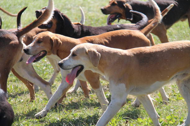 istock Adult Hunting Hounds. 1425461429