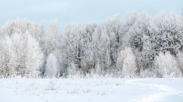 istock Trees covered by hoarfrost in forest winter landscape 1425463370