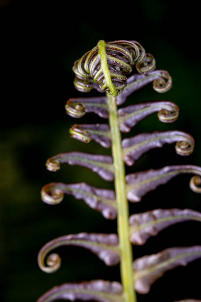 junge neue farngewickelte fiddleheads wickeln sich ab und dehnen sich zu wedeln aus, die einer geige ähneln. - natural pattern fern frond green stock-fotos und bilder