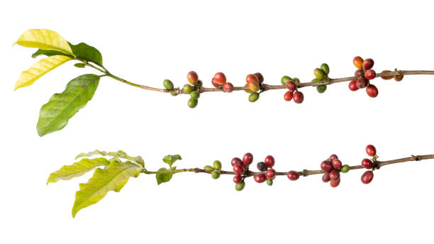 primer plano de la planta de café con granos sobre blanco - coffee plant fotografías e imágenes de stock