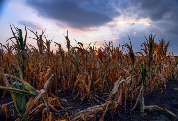 istock Sunflowers drying in the summer heat 1425463731
