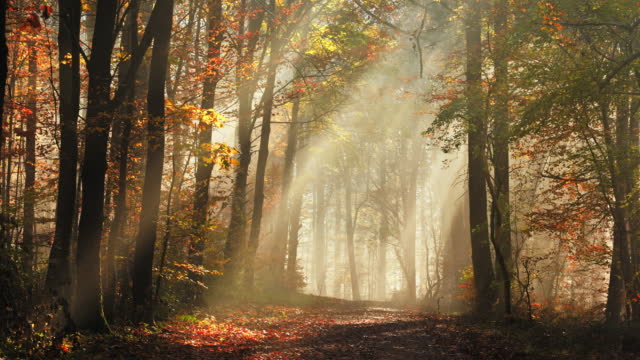 Rays of sunlight in a misty autumn forest