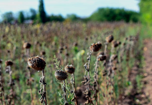 Sunflowers drying in the summer heat