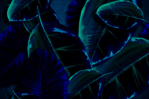 Illustrated Monstera Plant leaves somewhere deep in the Jungle at night time