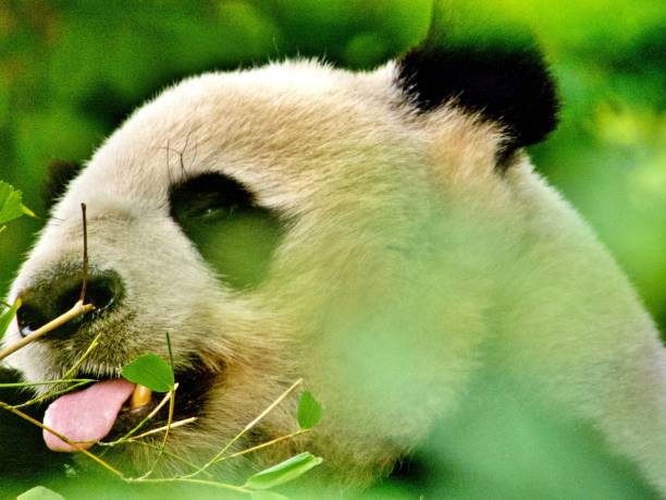 istock Close up of panda 1425468304