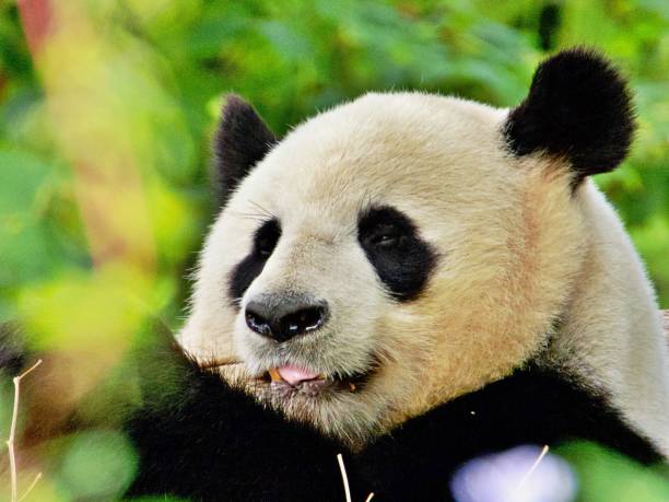 istock Close up of panda 1425468383