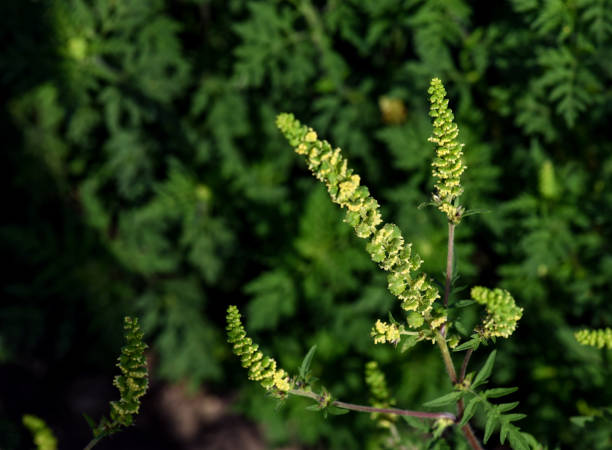 Ragweed plants in summer time
