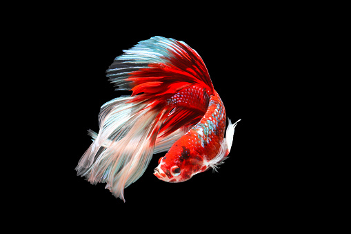 Colorful Fighting fish isolated on black background.