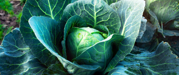istock Fresh, white cabbage growing in a vegetable garden on a farm. 1425472551