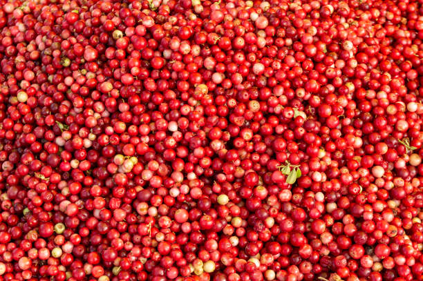 istock lingonberry texture. lingonberries of different ripeness 1425473371