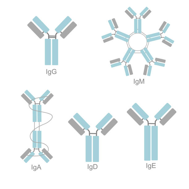 illustrations, cliparts, dessins animés et icônes de la classification des isotypes d’immunoglobulines (ig) qui ont montré une structure différente des igg, igm, iga, igd et ige - serology