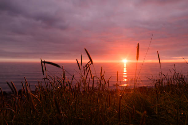 Summer Midnight Sunset over ocean with grass foreground North Iceland