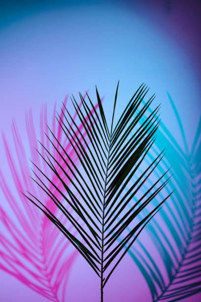 istock Tropical leaves in neon light with duotone shadows 1425474758