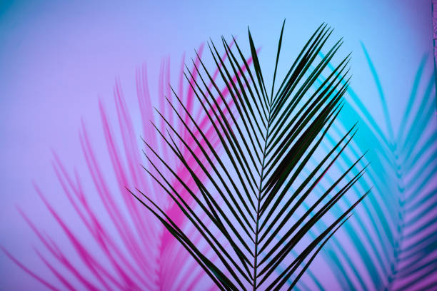 istock Tropical leaves in neon light with duotone shadows 1425474772