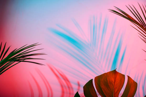 istock Tropical leaves in neon light with duotone shadows 1425474788