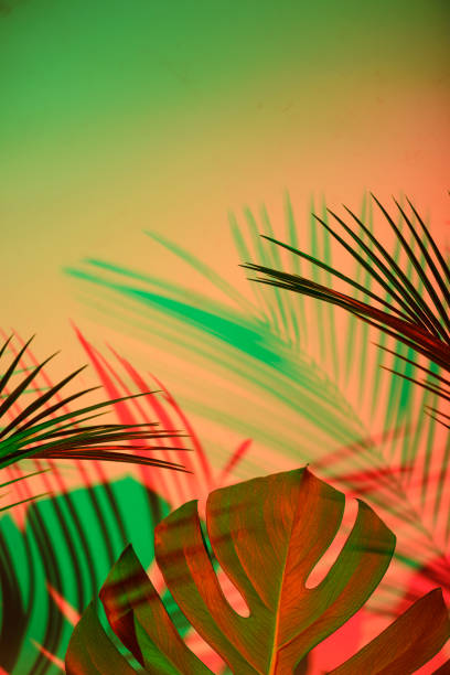 istock Tropical leaves in neon light with duotone shadows 1425474797