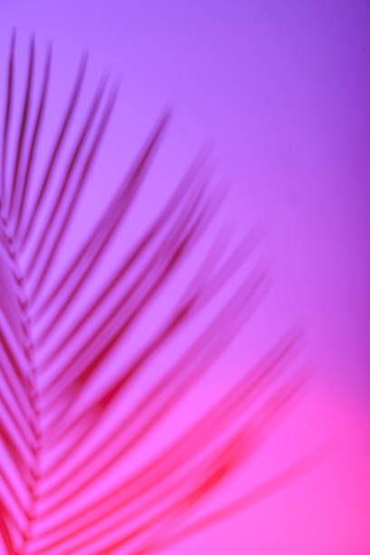 istock Tropical leaves in neon light with duotone shadows 1425474803
