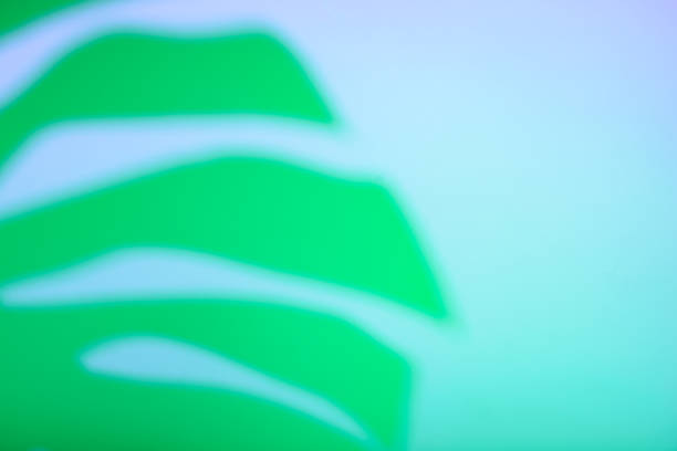 istock Tropical leaves in neon light with duotone shadows 1425474846
