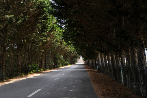 Straight empty Road with trees on the side. Beautiful road in the forest under the trees in summer. Road trip travel concept