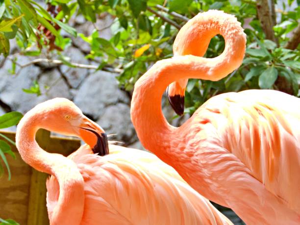 istock Close up of Flamingo 1425478029