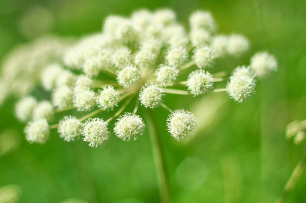 Angelica plan. Close-up . Shallow depth of field