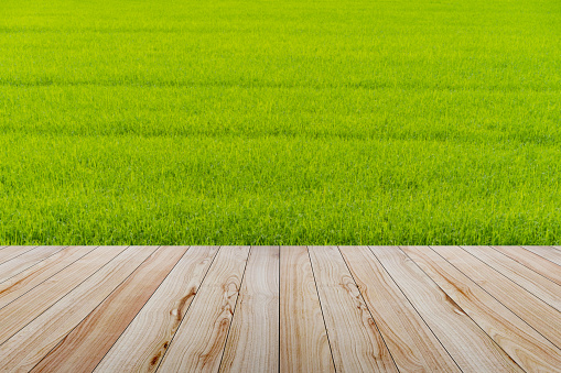 Wooden table and rice fields background.