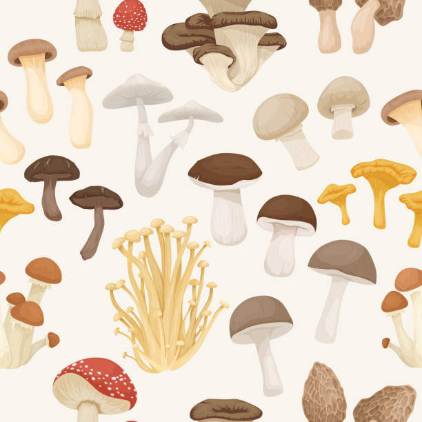 식용, 유독 한 먹을 수없는 버섯을 가진 벡터 원활한 친자. 손으로 그린 만화 버섯. 흰색에 고립 된 다른 버섯. 플라이 아가릭, 샴피뇽, 데스캡, 시타케, 에노키, 트럼펫 왕 - 알광대버섯 stock illustrations