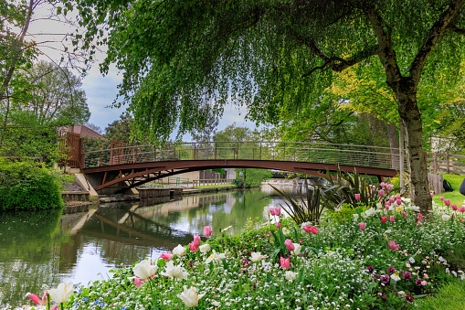 Japanese Garden at Roger Williams Park, Providence, Rhode Island, a footbridge over the pond, red maple and manicured evergreen trees on the island