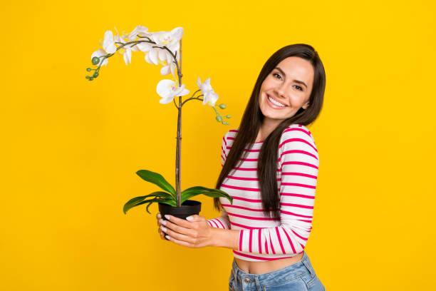 фотопортрет прекрасной барышни, держащей женщину в день подарка благодарной улыбки нос�ить стильно полосатый взгляд изолированный на желт� - beauty women orchid flower стоковые фото и изображения