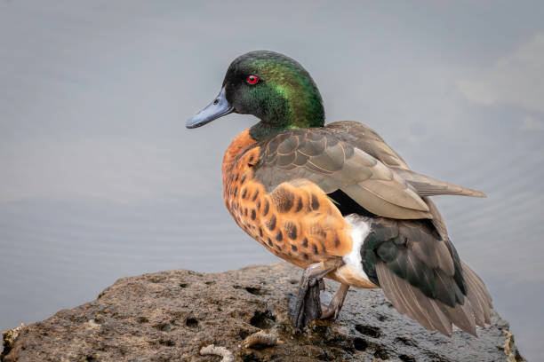 istock Chestnut Teal male, Huskisson, NSW, September 2022 1425481902