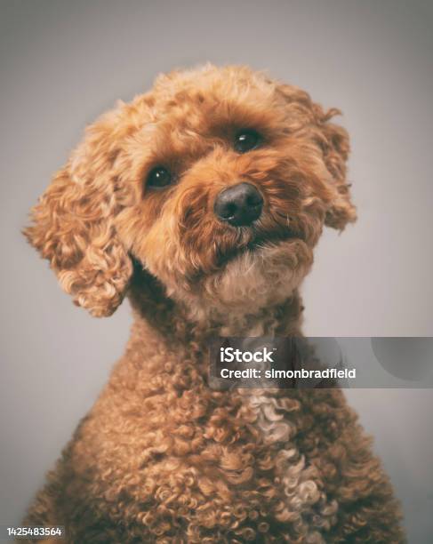 Quizzical Cavapoo Dog Stock Photo - Download Image Now - Cavapoo, Alertness, Animal