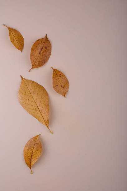 istock Autumn background with dry leaves. 1425483881