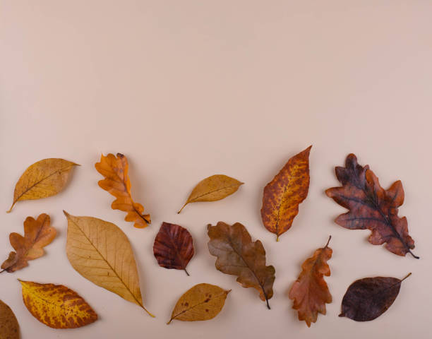 istock Autumn background with dry leaves. 1425483884