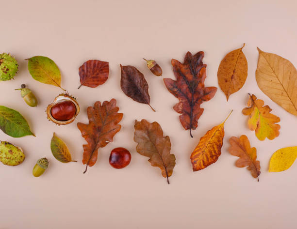 istock Autumn background with dry leaves. 1425483928
