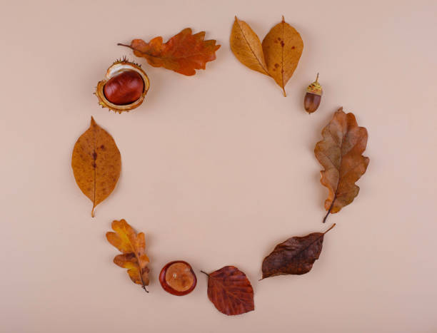 istock Autumn background with dry leaves. 1425483931