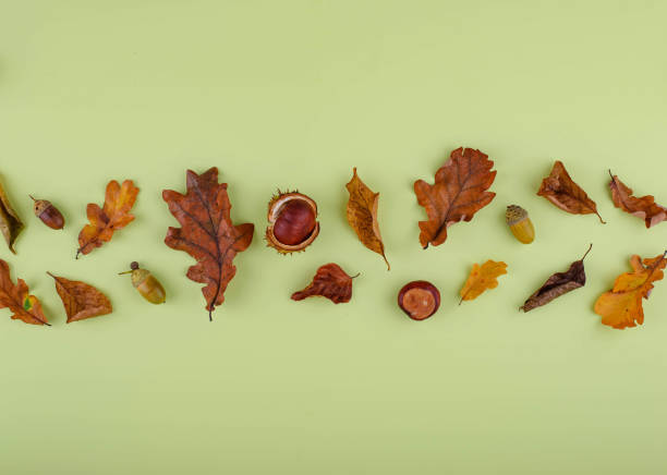 istock Autumn background with dry leaves. 1425483935