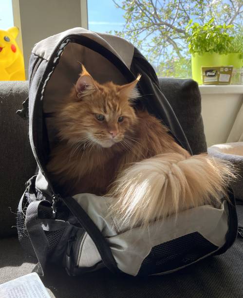 istock find cat in the bag in the sun on a bench 1425484112