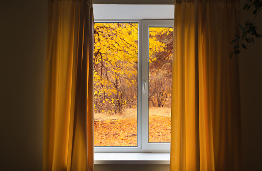 Window in room view on autumn park with fall leaves on the tree