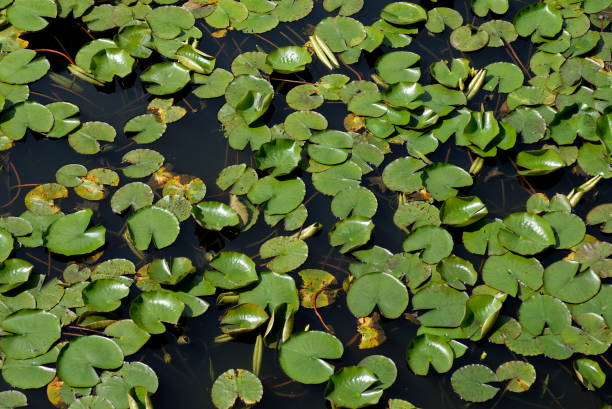 istock lilies on the water in a pond in amsterdam 1425484254
