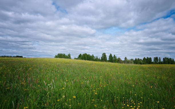 Russian spring meadow. stock photo