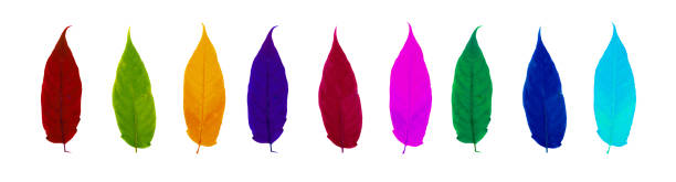 istock Colorful Autumn Leaves Set Isolated on White Background 1425487240
