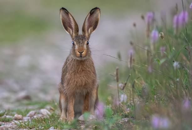 istock cute and adorable bunny

￼ 1425487283