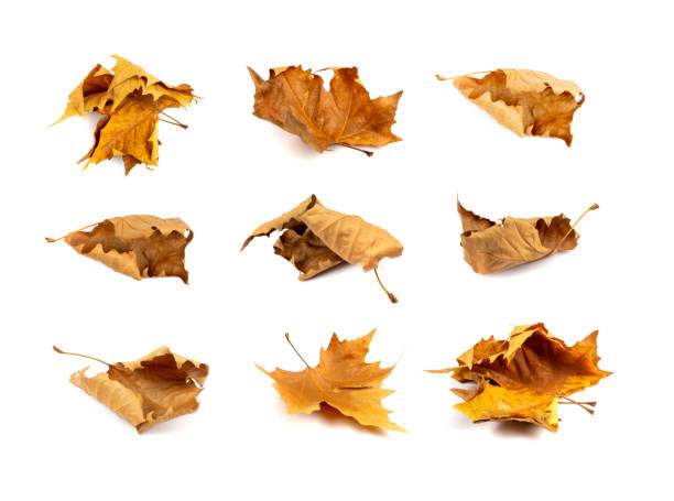 Sycamore autumn leaf set isolated. Platanus brown foliage, maple leaves collection, eco garbage, forest litter component, big sycamore curved leaves on white background