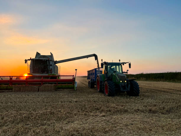 istock Harvesting the Crop 1425490189