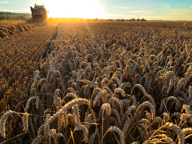 cosecha en un día soleado - winter wheat fotografías e imágenes de stock