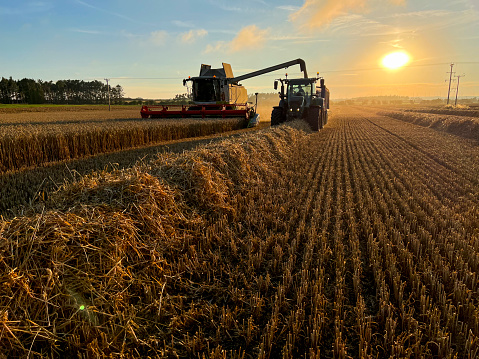 A wide shot of a combine harvester harvesting winter wheat in an agricultural field in Embleton, Northumberland at sunset on a summer's evening. A tractor pulls a large trailer, driving alongside collecting the crop.